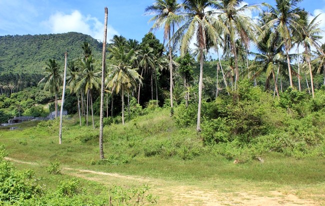 Samui villa for rent